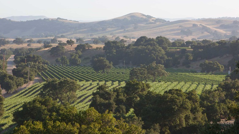 Firestone Vineyards, Santa Barbara | California Destination Wedding