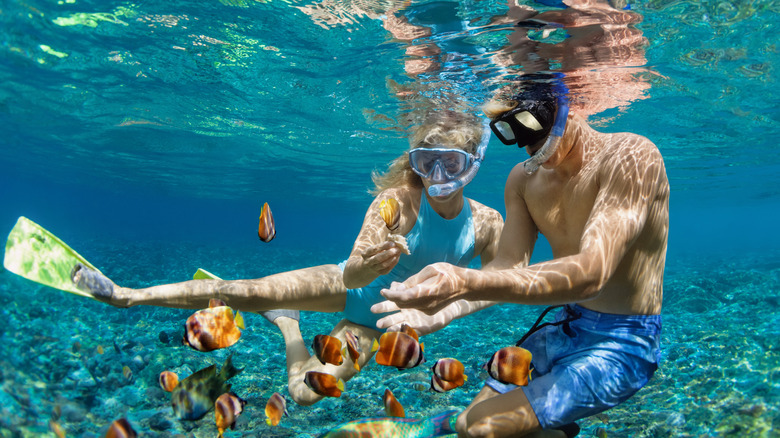couple snorkel with fishes caribbean sea