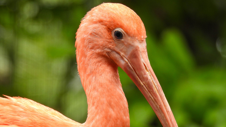 A scarlet ibis at Brevard Zoo.
