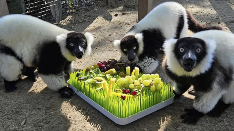 Lemurs enjoying fruit at Emerald coast Zoo.