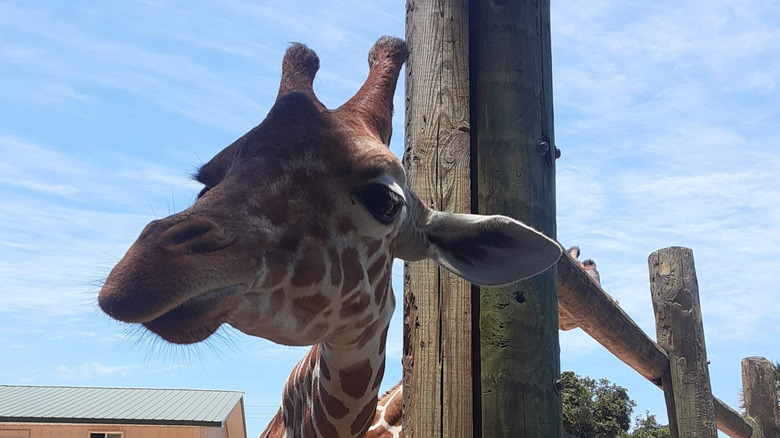 A giraffe at Gulf Breeze Zoo in Woodlawn Beach.