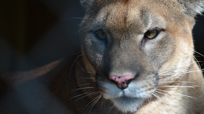 A close up of a Florida panther with a dark background