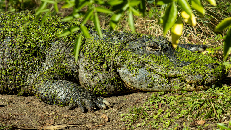 Alligator at the Jacksonville Zoo and Gardens.