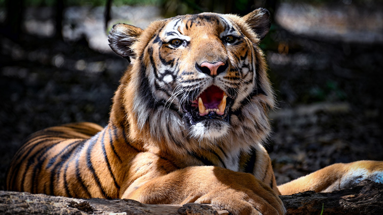 A close-up of a tiger at Palm Beach Zoo.
