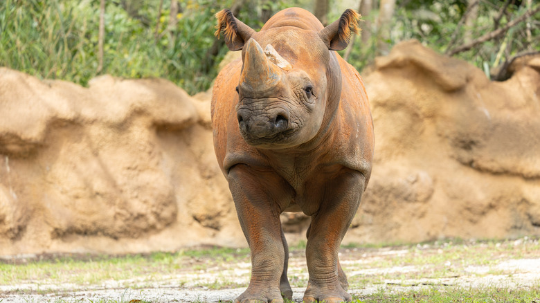 A rhino at Zoo Miami.
