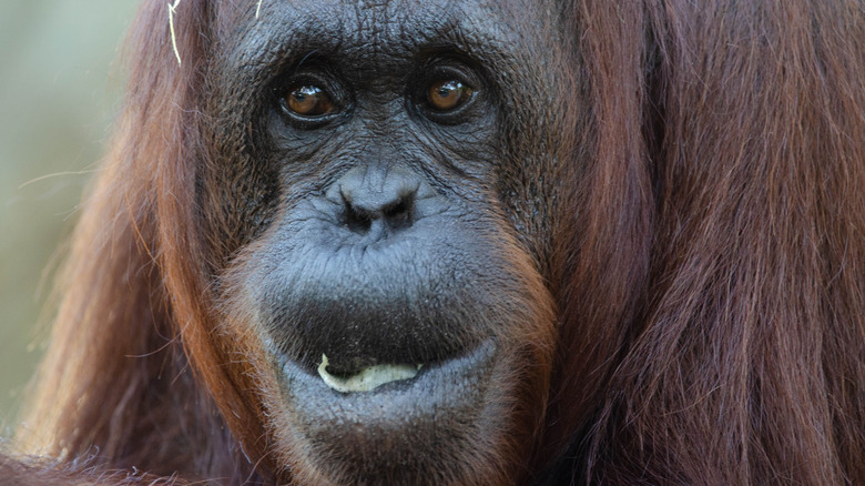 An orangutan at ZooTampa at Lowry Park.