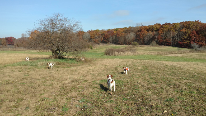 Four dogs in a field, with autumn foliage in the background