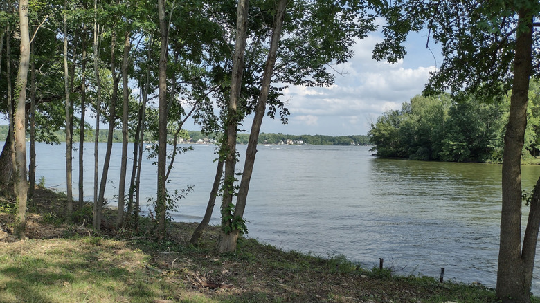 Trees on the edge of Lake Milton in Ohio