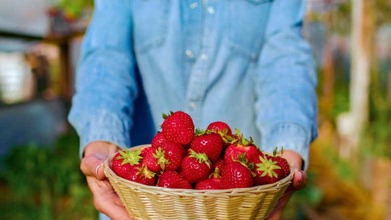 Person holding a basket of strawberries