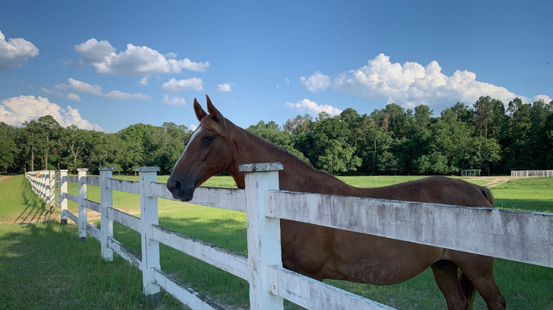 Horse next to a white fence in Sasser, Georgia