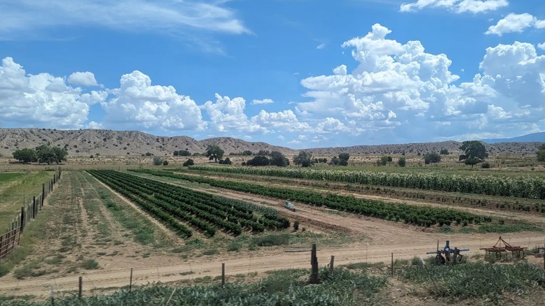 Green fields and desert mountains near San Felipe Pueblo, New Mexico