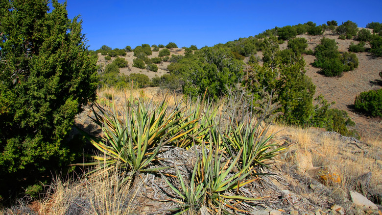 Junipers and banana yuccas in Cerrillos Hills State Park