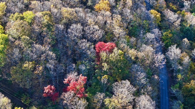 Aerial view of Susquehannock State Forest in Pennsylvania.