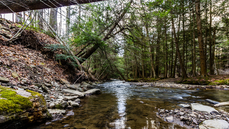 Flowing water at Salt Springs State Park in Montrose, Pennsylvania