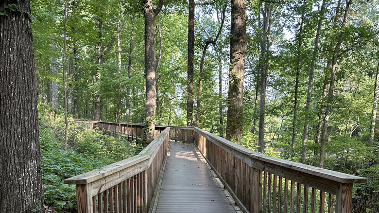 Boardwalk trails through the trees in Cornelia City Park in Cornelia, Georgia