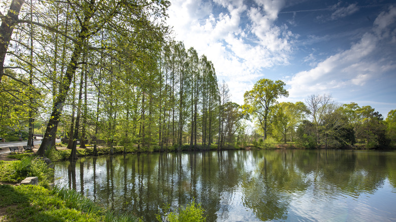 Lake surrounded by trees