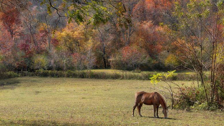 Horse grazing on a field with a fall backdrop