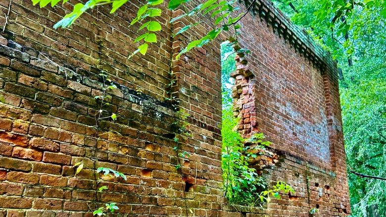 A brick wall in ruins with green plants growing through it at Scull Shoals.
