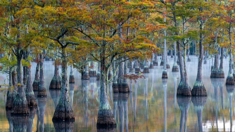 Cypress trees in a lake at George L. Smith State Park.