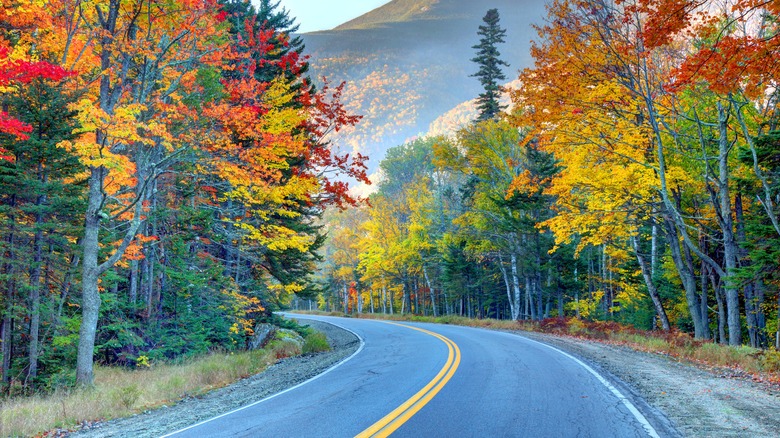 A road with autumn foliage in Maine