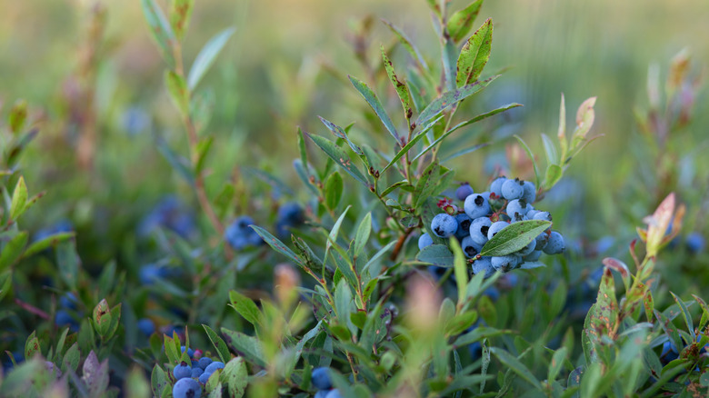 Wild blueberries growing in Maine