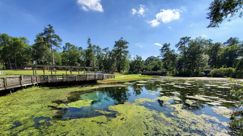 A wooden walkway next to a body of water at Magnolia Springs State Park in Millen, Georgia