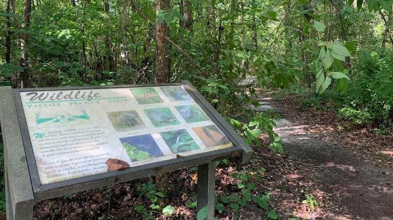 A forested trail winding within pine forest