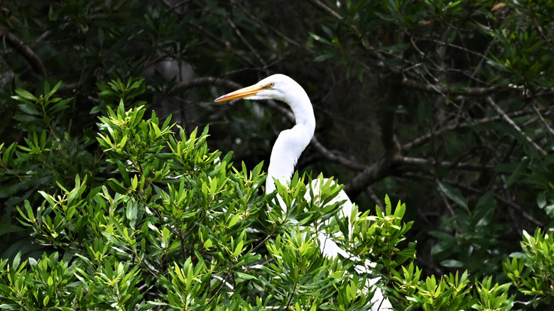 A beautiful white egret seen through green foliage in Poinsett State Park.