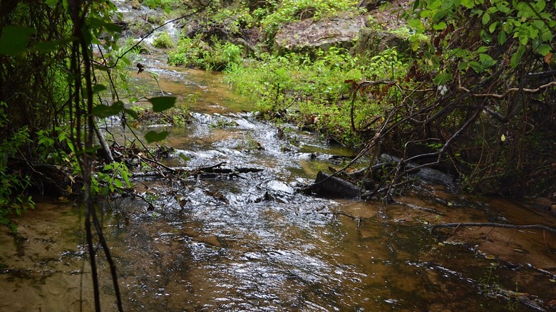 A small creek flowing past rocks and green foliage in Poinsett State Park.