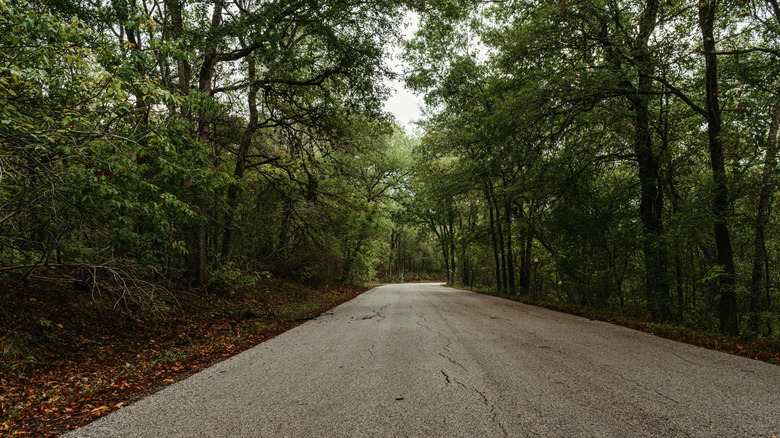 A road cutting through Lockhart State Park