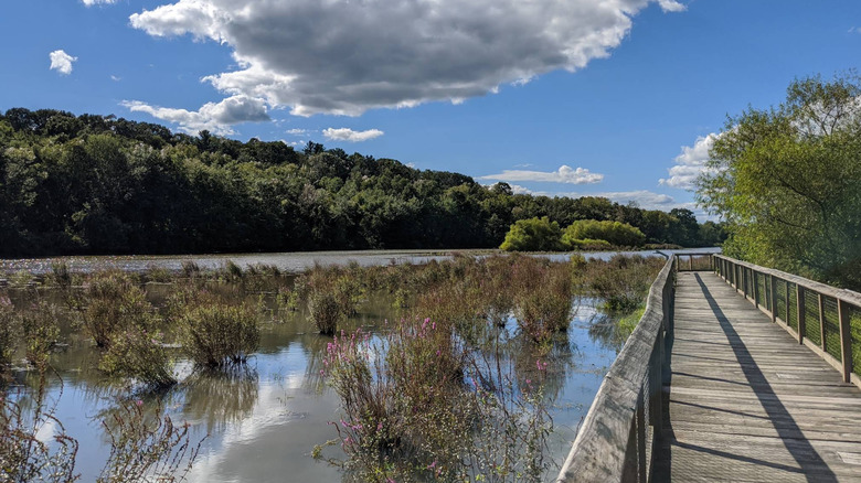 Lakeside wooden boardwalk on a hiking trail in William H. Kain County Park.