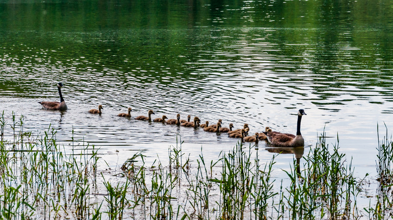 Canadian geese swimming on Lake Marburg