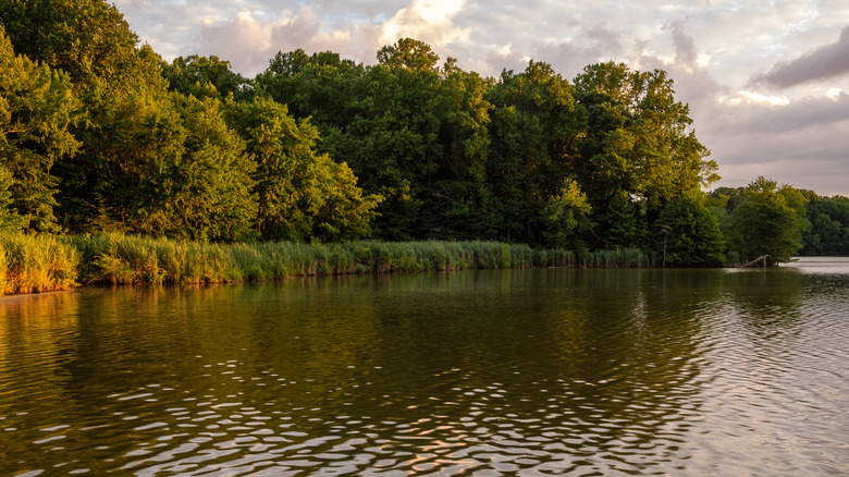 trees and pond in Lums Pond State Park