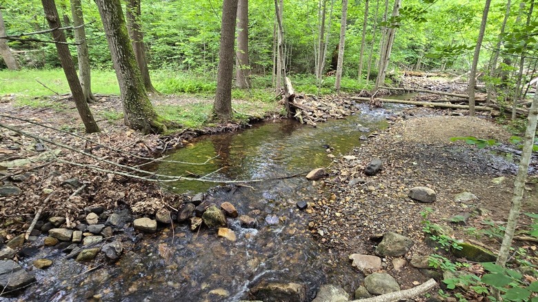 A mountain stream runs through Buchanan's Birthplace State Park.