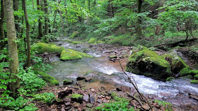 Roaring Run stream surrounded by woods in the Roaring Run Natural Area