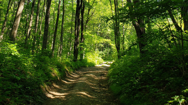 Trail on old logging road in Roaring Run Natural Area, Pennsylvania