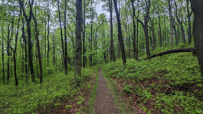 Narrow trail winding through forest at Roaring Run Natural Area in Pennsylvania