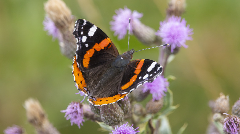 Orange and black butterfly landing on a flower