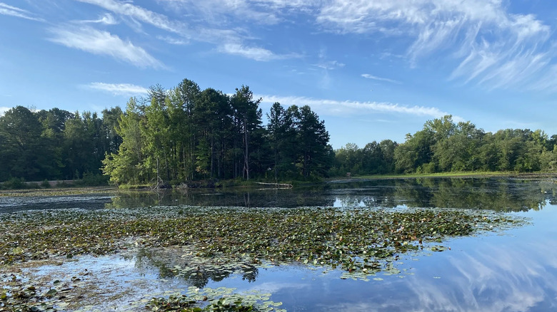 Piney Orchard Loop trail in Odenton, Maryland