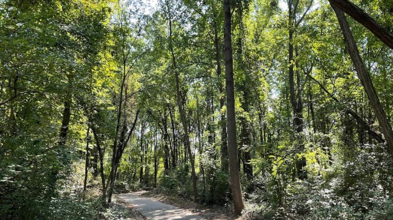 A hiking trail at the Bosely Conservancy in Edgewood