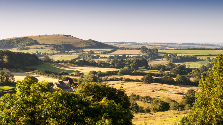 Rolling, golden hills beneath a cloudless sky in Blackmore Vale