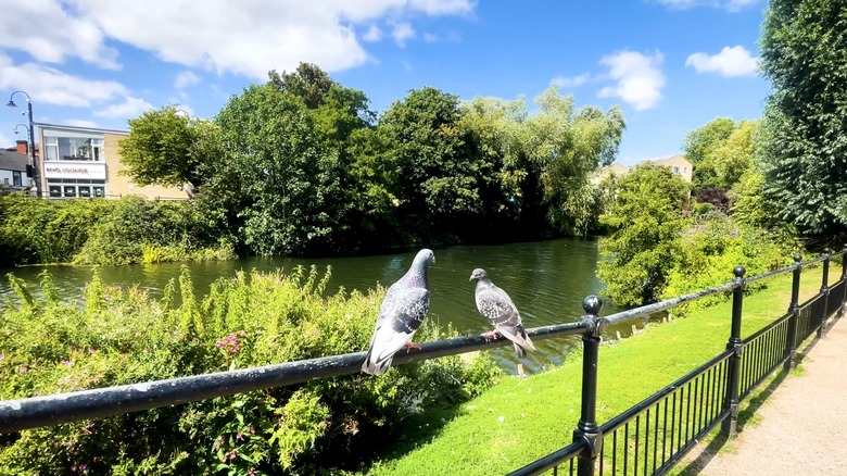 Pigeons perched on a railing with the Avon River in the background at Monkton Park