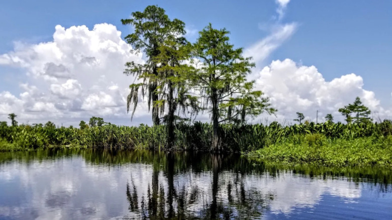 A view from the water in Joyce Wildlife Management Area with trees and puffy clouds reflected on the water.