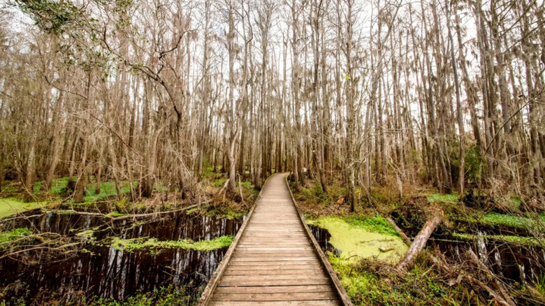 Joyce Wildlife Management Area's Swamp Walk extends through green cypress swamps