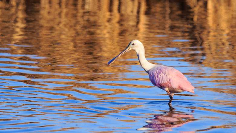 Wildlife in the Brazoria National Wildlife Refuge