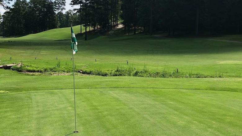 wine glass with grapevines behind it
