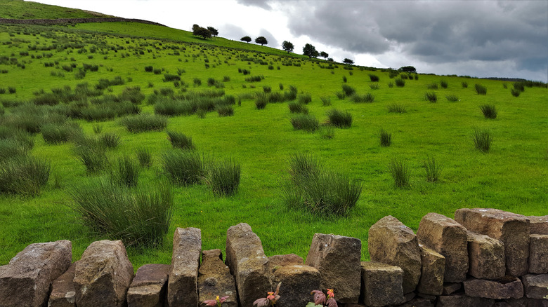 View of a vibrant green hillside dotted with trees and shrubs with a stone wall in the foreground, in Lancashire near Nelson and the Sculpture Trail