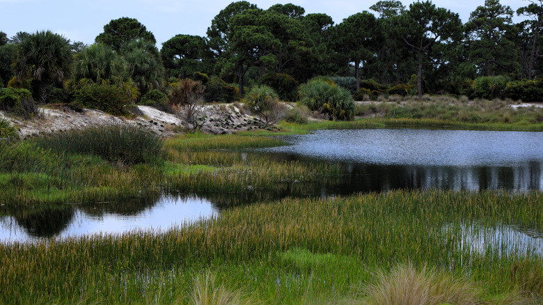 Ponds in Hypoluxo Scrub Natural Area