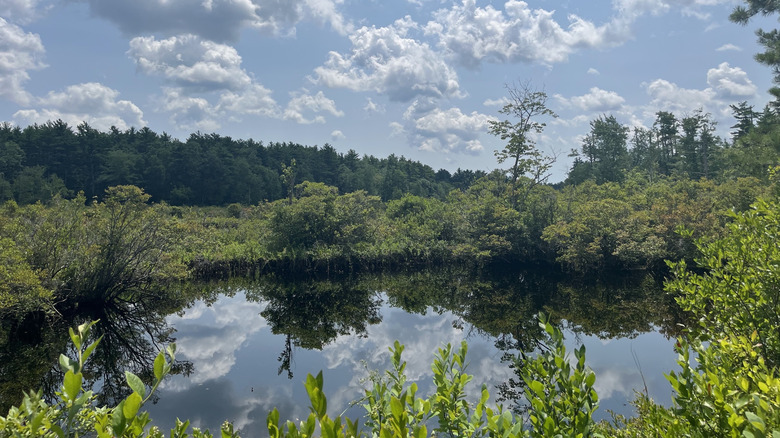 A swamp on a sunny day in Rocky Gutter Wildlife Management Area in Middleborough, Massachusetts