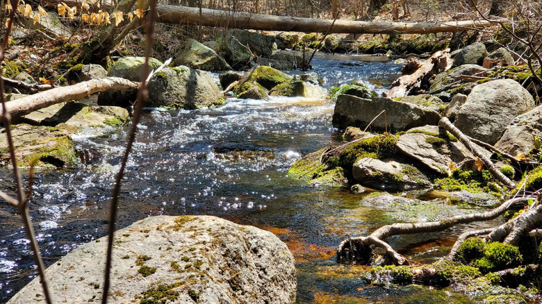 A stream surrounded by moss-covered rock and fallen branches in Freetown-Fall River State Forest.